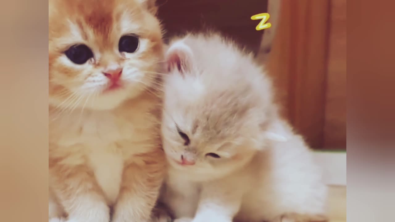 #cutie pie cat video #amazing cat