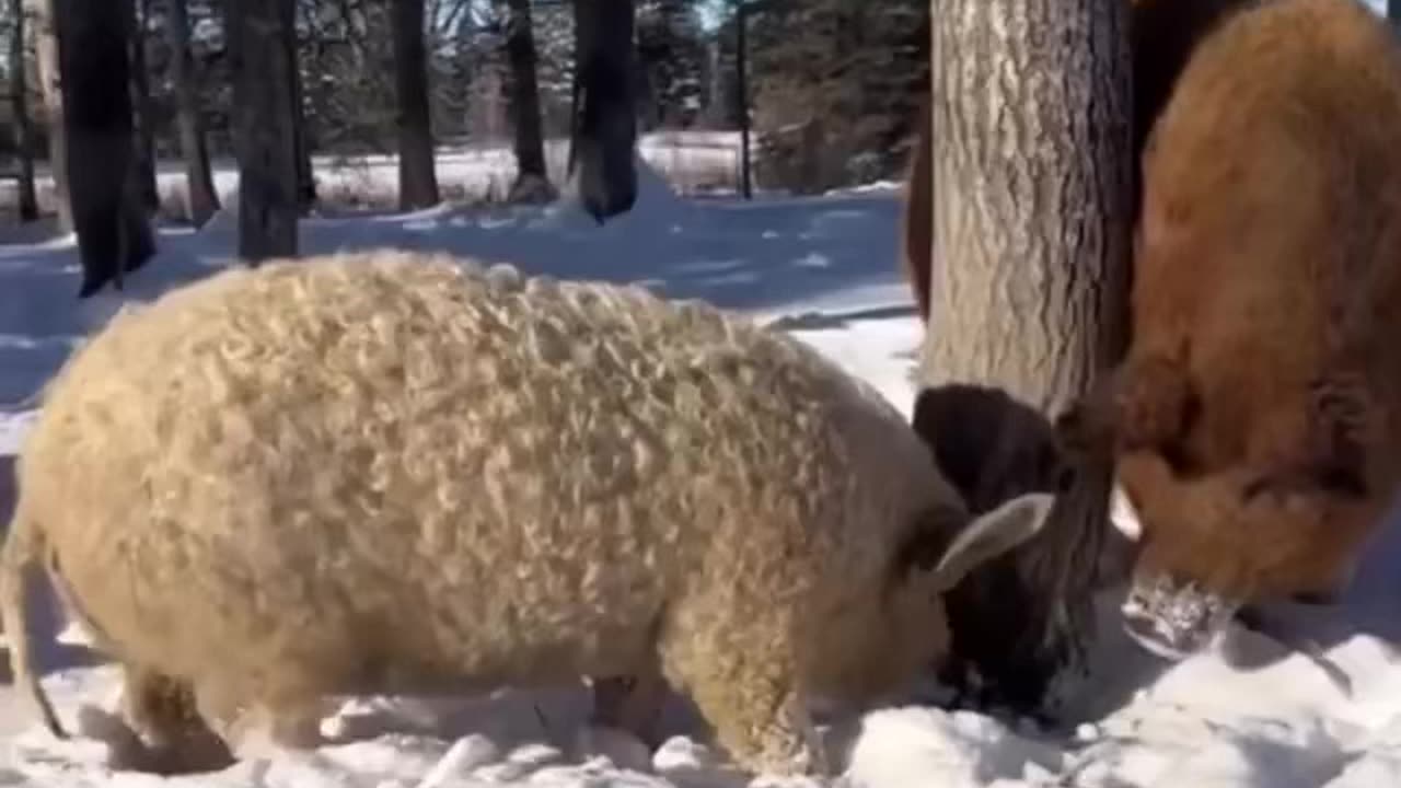 That’s what I call wild hogs 😱