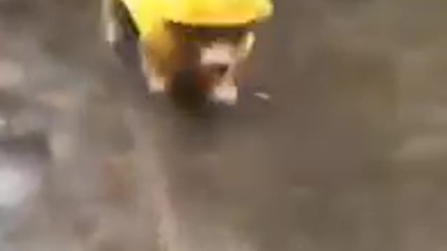 Funniest Animals, Dogs and Cats Funny Pet Animals Compilation Try Not To Laugh Challenge Episode ..