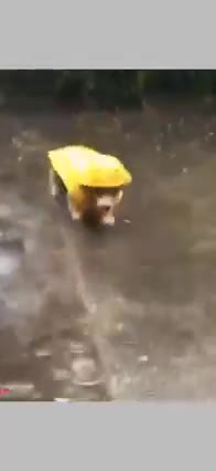 Funniest Animals, Dogs and Cats Funny Pet Animals Compilation Try Not To Laugh Challenge Episode ..