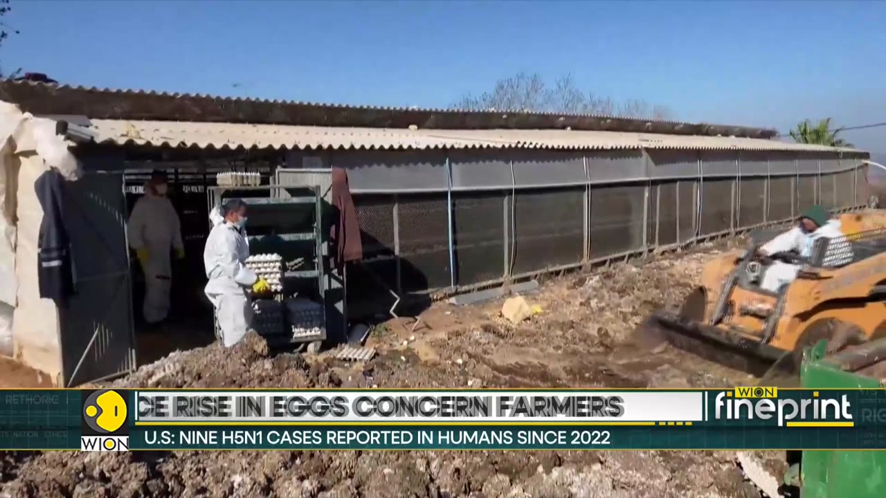 U.S. considers vaccinating chickens amid bird flu outbreak - Latest English News - WION