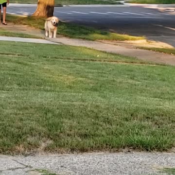 Golden Retreiver Ryder