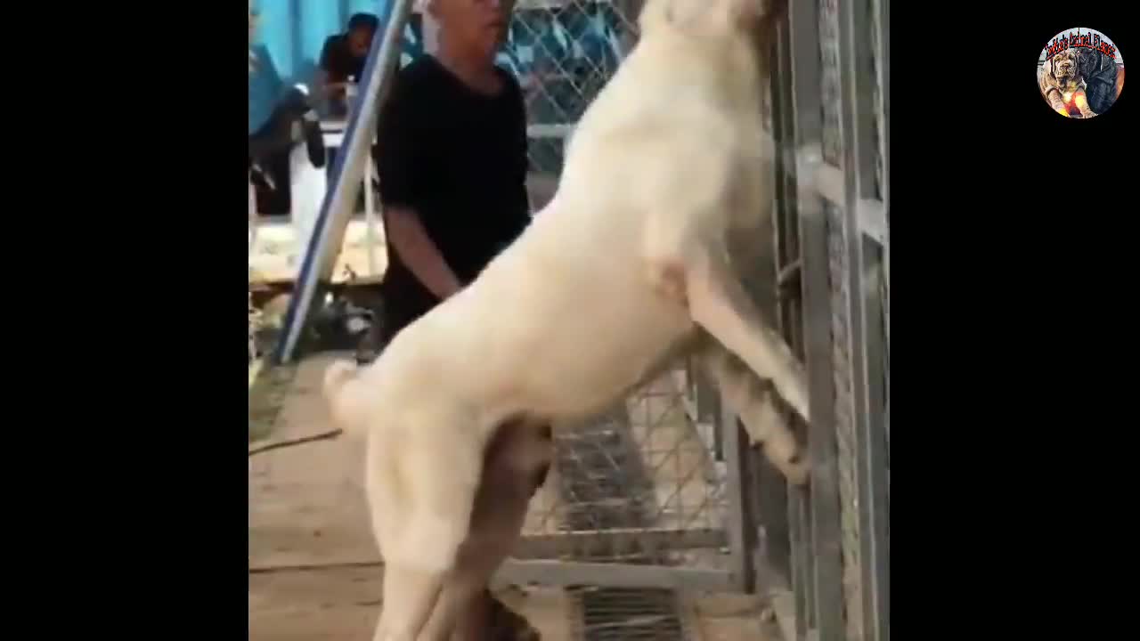 World Biggest Dog (You need to see this before you died).