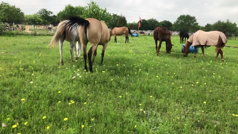 Horses in a field of wildflowers