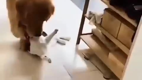 Funny doggy video