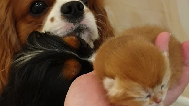 Tiny Kitten Introduced to Doggy Siblings