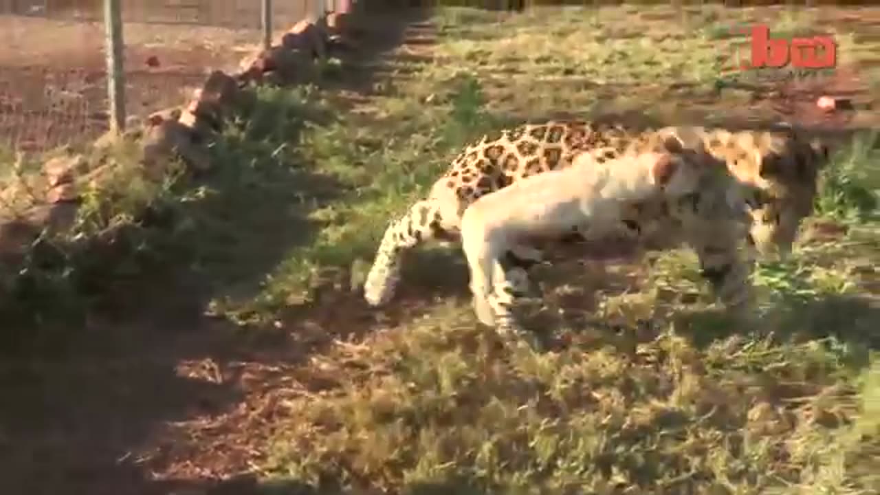 Cute Dog and Jaguar Are Best Friends