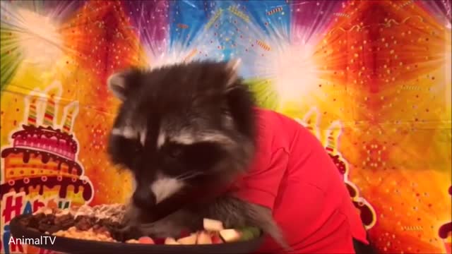 Racoon birthday party