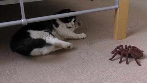 Cute pets doing funny things