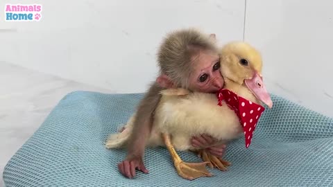 monkey lulls duck to sleep so sweet