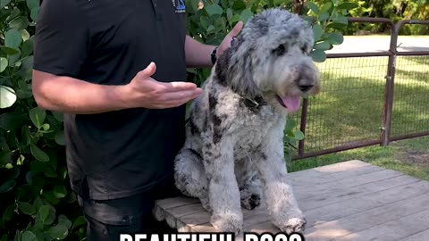 Top 3 Reasons You SHOULD Get a Bernedoodle