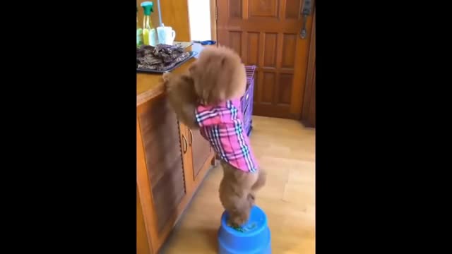 Funniest Dogs And Cats - Best Of The 2022 Funny Animal Videos #5