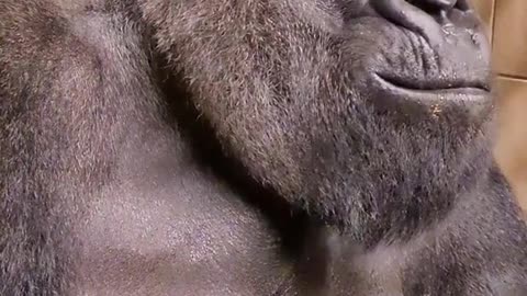 Watch this silverbacks jaw muscles move on top of his head as he chews