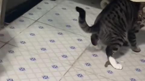 Is this its new toy?
