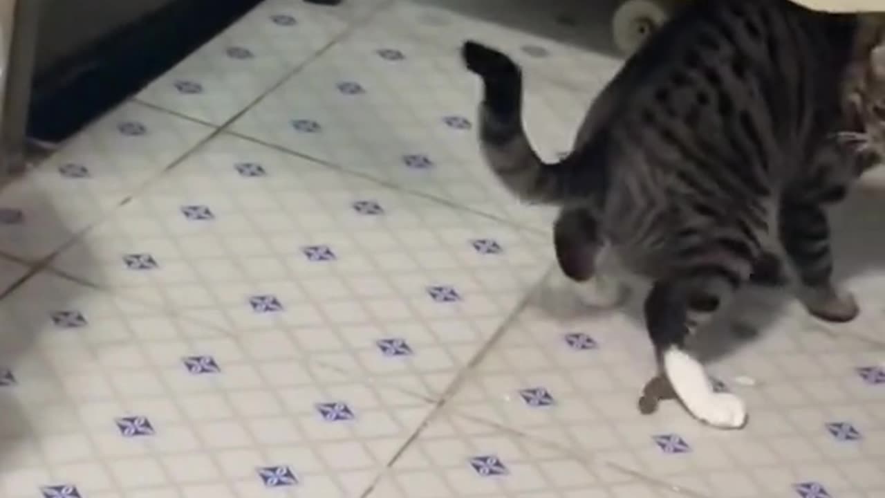 Is this its new toy?