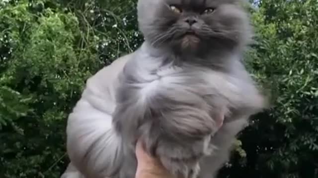 Cat in the wind