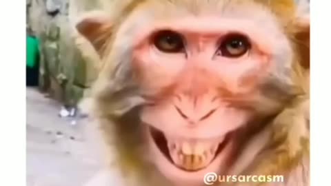 Funny animal video