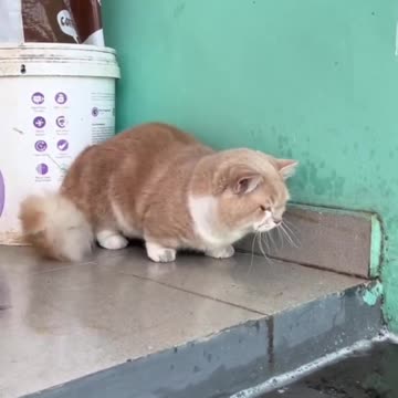 Surprised cat 😾 Try Not Laugh