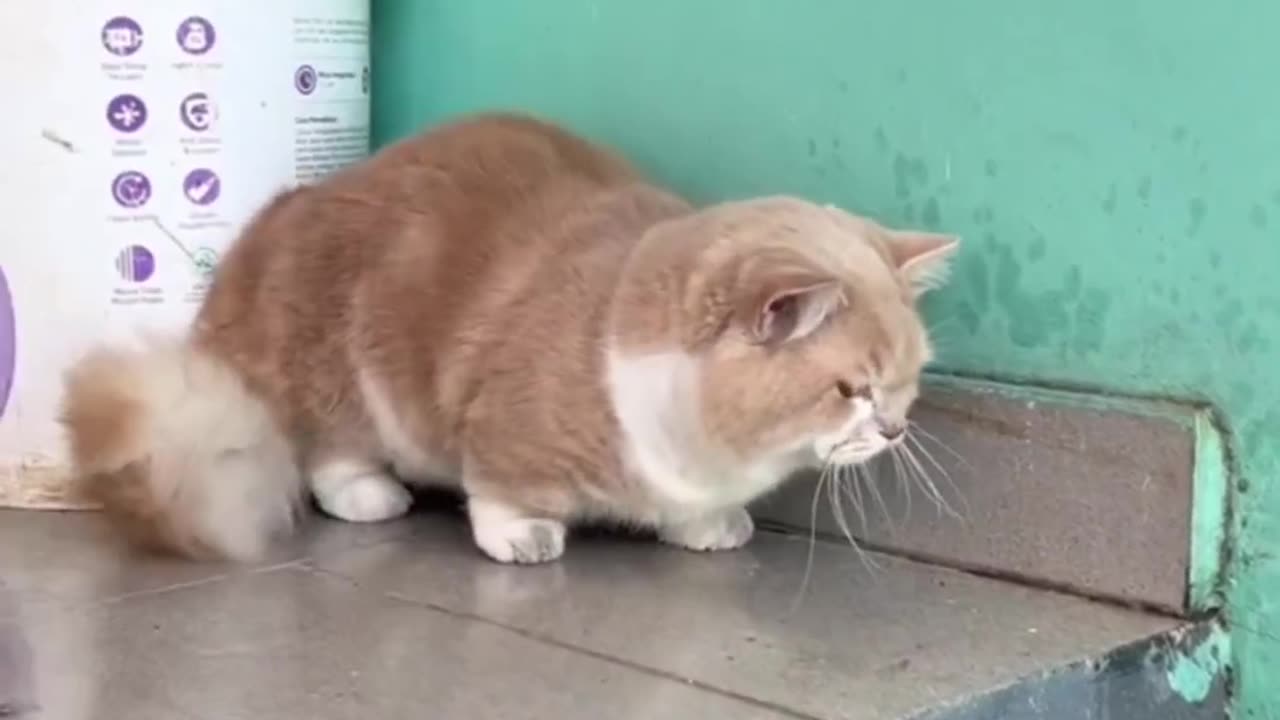 Surprised cat 😾 Try Not Laugh