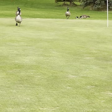 Geese gathering in the garden