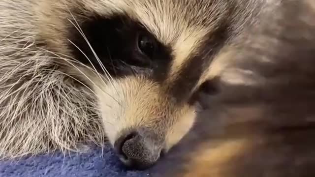 racoon