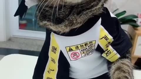 Cats funny videos _ funny videos cats and pets #shorts