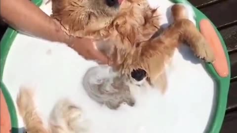 puppy playing funny animals