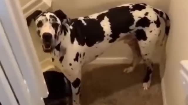 Lovely Funny Cats and Dogs Funny Moments