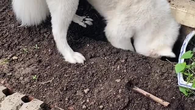 Waiting for you to make Samoyed jam