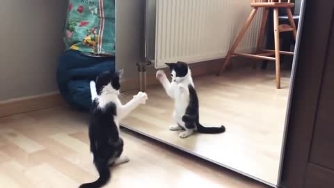 Funny Cat And mirror Video|Funny video