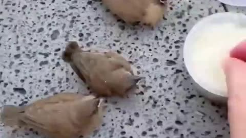 Funny Animal videos