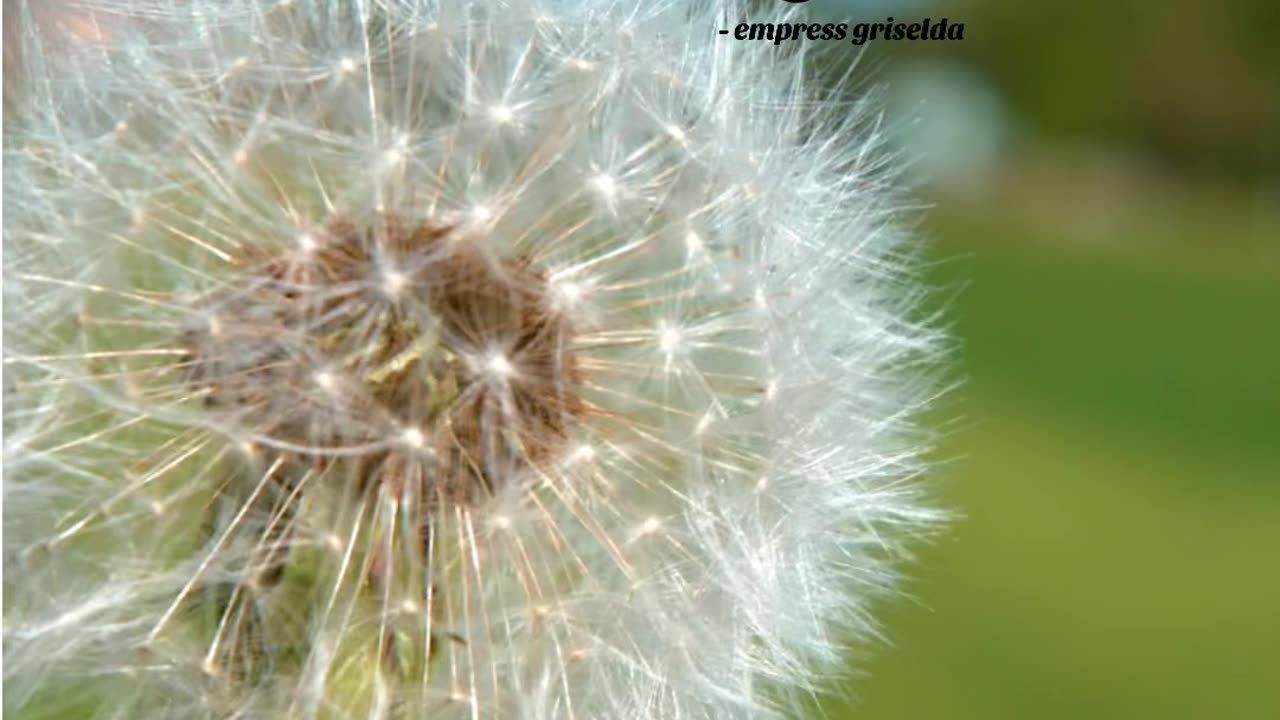 Dream