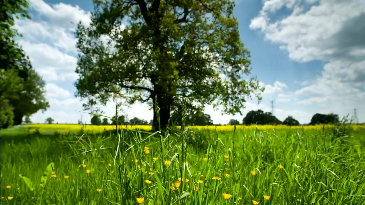 Soothing view of nature