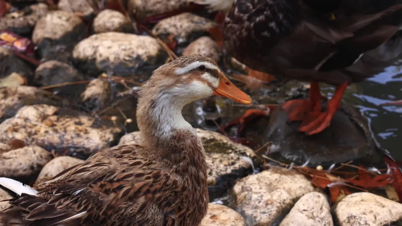 Beautiful nature and birds