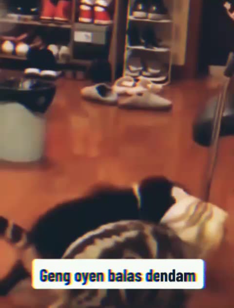 This Cat Is Ready for Revenge