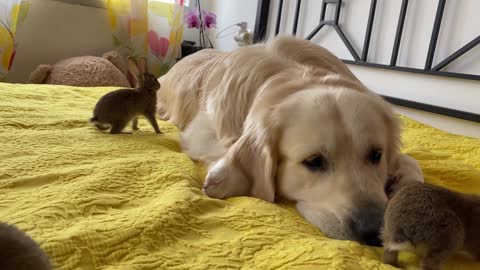 Baby Bunnies and Golden Retriever - Amazing Friendship