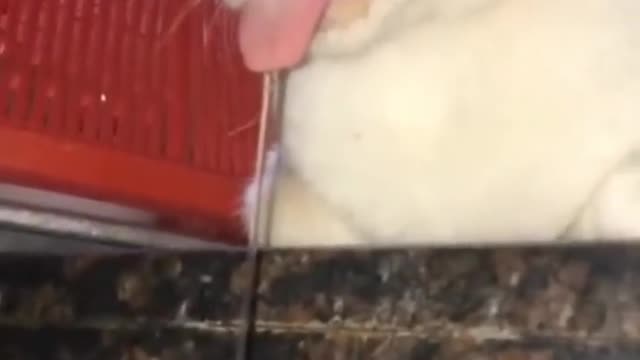 Animals are funny