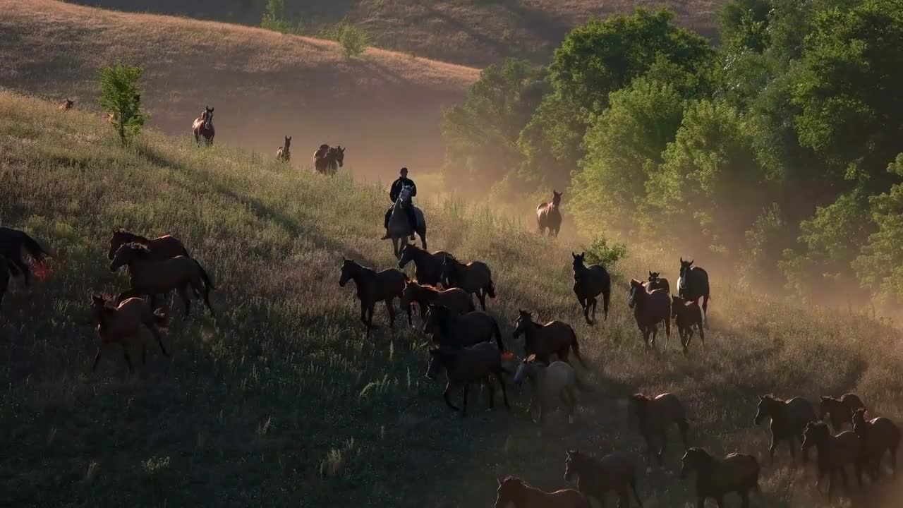 Large group of horses. Horseman on the meadow