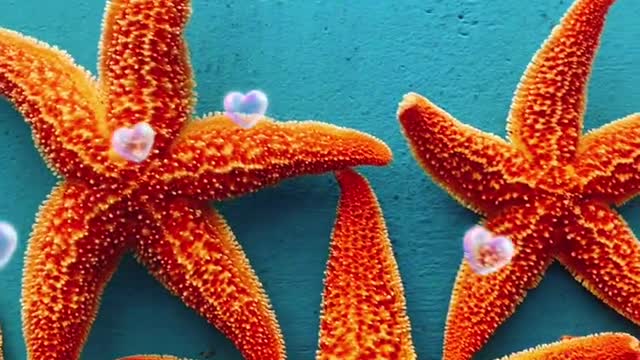 starfish