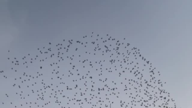 Flock of Birds Flies Overhead