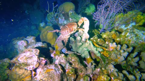 Caranguejos gigantes saem sob o manto da escuridão em Belize