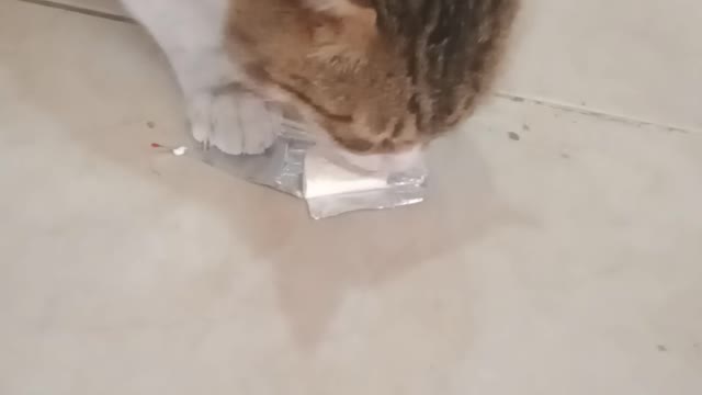 Smart cat eats