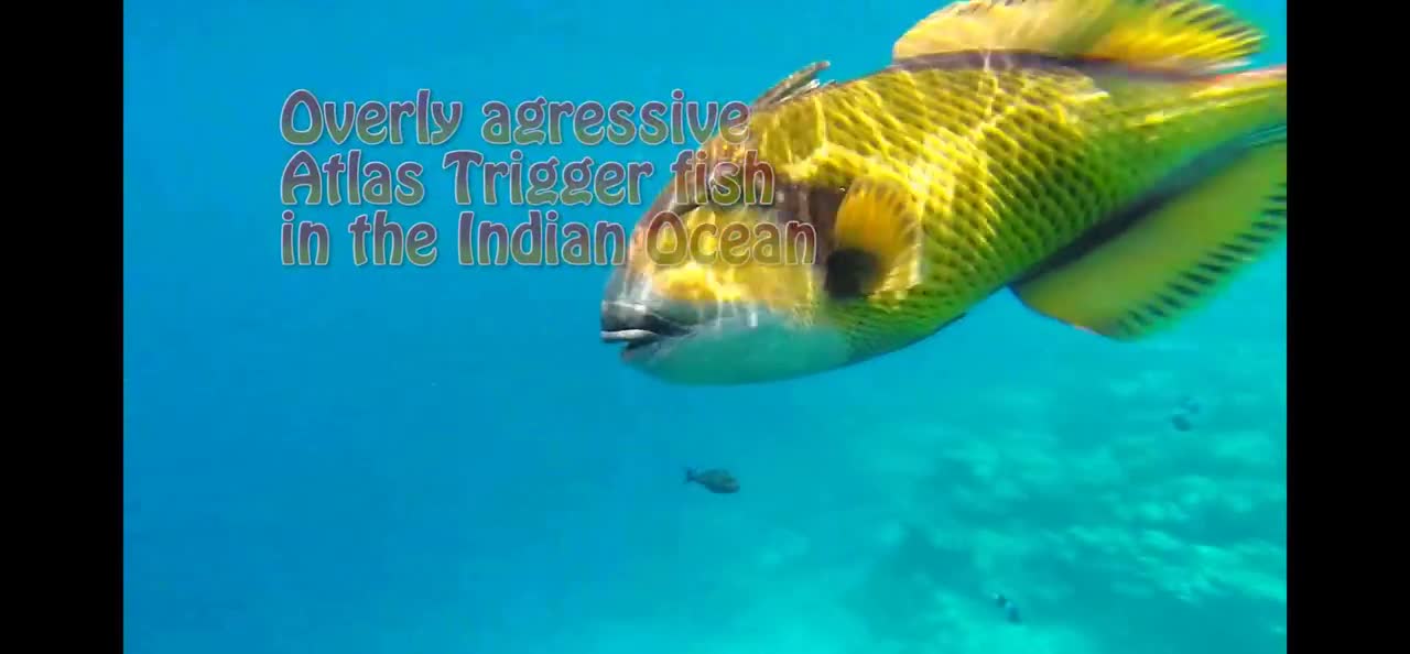 Trigger fish attack in the Maldives (1)