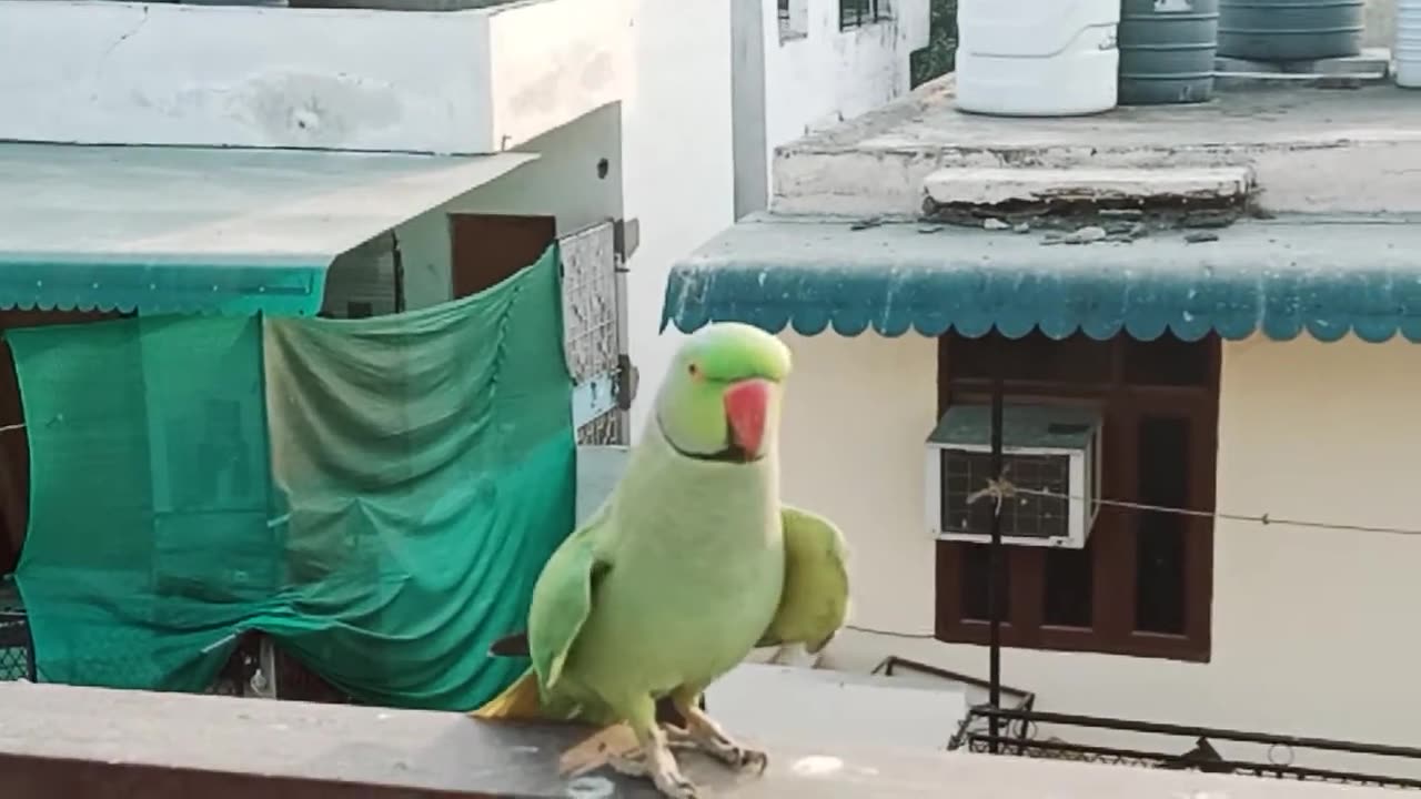 Talking of Parrot_ So nice and Funny