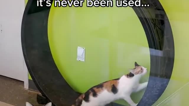 Lexus is the first cat we’ve seen to actually use the cat wheel.