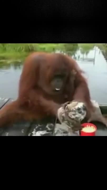 Animals never fail to make us laugh Super funny animal compilation