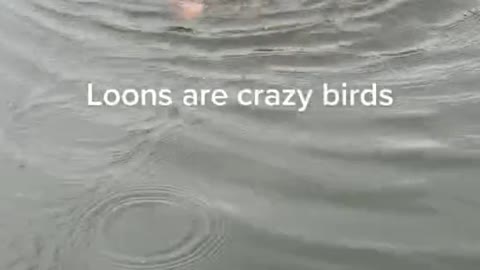 This bird is crazy