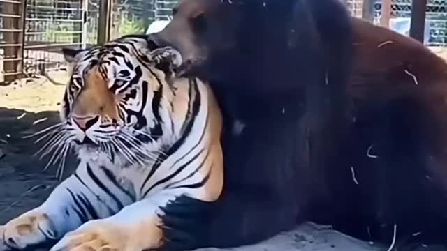 A bear licks a tiger bear