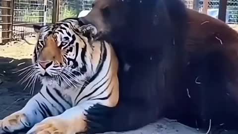 A bear licks a tiger bear