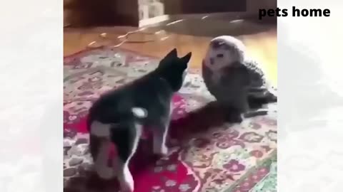 real-life hilarious animal videos